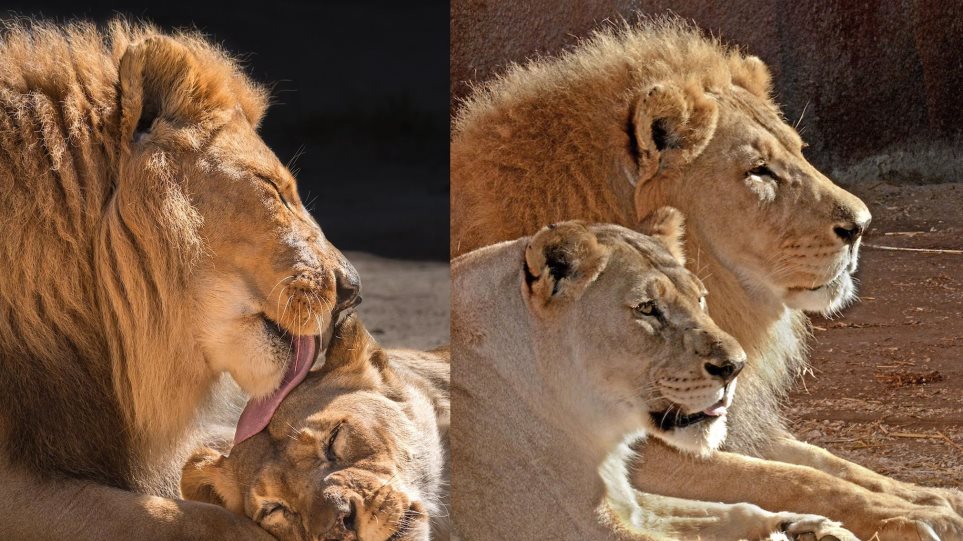 «Αχώριστα» λιοντάρια που έζησαν παρέα πολλά χρόνια και πέθαναν μαζί - Φωτογραφία 1