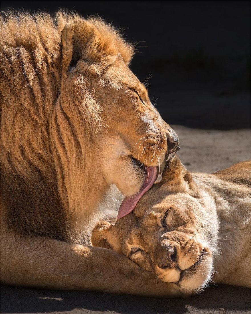 «Αχώριστα» λιοντάρια που έζησαν παρέα πολλά χρόνια και πέθαναν μαζί - Φωτογραφία 2