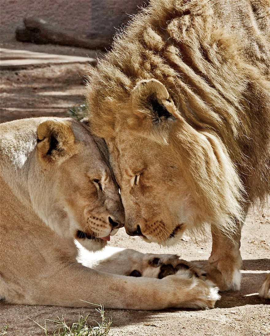 «Αχώριστα» λιοντάρια που έζησαν παρέα πολλά χρόνια και πέθαναν μαζί - Φωτογραφία 3