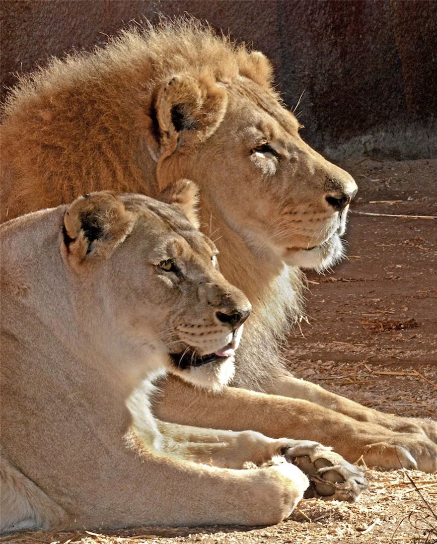 «Αχώριστα» λιοντάρια που έζησαν παρέα πολλά χρόνια και πέθαναν μαζί - Φωτογραφία 5