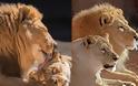 «Αχώριστα» λιοντάρια που έζησαν παρέα πολλά χρόνια και πέθαναν μαζί