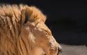 «Αχώριστα» λιοντάρια που έζησαν παρέα πολλά χρόνια και πέθαναν μαζί - Φωτογραφία 2