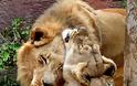 «Αχώριστα» λιοντάρια που έζησαν παρέα πολλά χρόνια και πέθαναν μαζί - Φωτογραφία 4