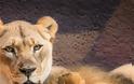 «Αχώριστα» λιοντάρια που έζησαν παρέα πολλά χρόνια και πέθαναν μαζί - Φωτογραφία 6