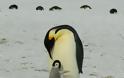 Ανταρκτική: Δορυφόρος ανίχνευσε νέες αποικίες πιγκουίνων από τα... - Φωτογραφία 1