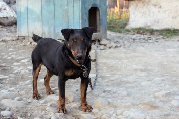 Αγαπάτε το σκυλάκι σας; Αυτό δεν φτάνει – Δείτε τι σκοτώνει τη σχέση σας με το σκύλο - Φωτογραφία 4