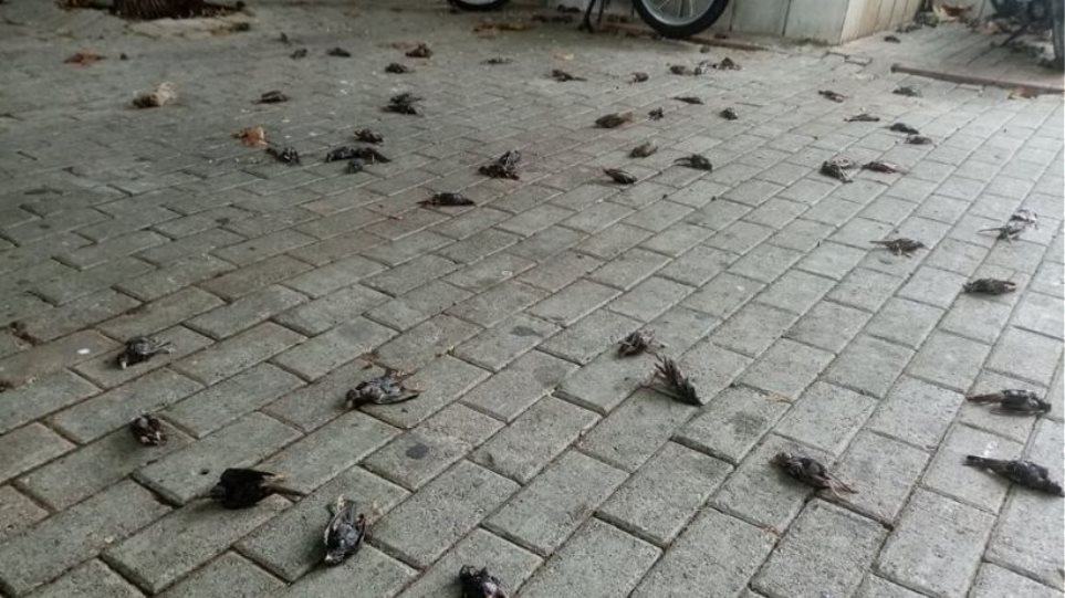Κακοκαιρία: Απίστευτες εικόνες στη Χαλκίδα με εκατοντάδες νεκρά πουλιά στην παραλία - Φωτογραφία 1
