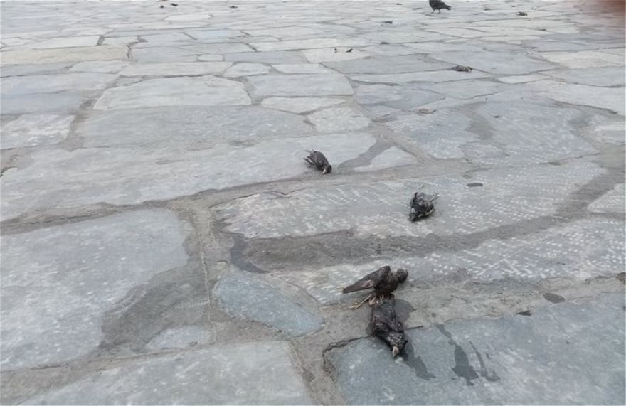 Κακοκαιρία: Απίστευτες εικόνες στη Χαλκίδα με εκατοντάδες νεκρά πουλιά στην παραλία - Φωτογραφία 2