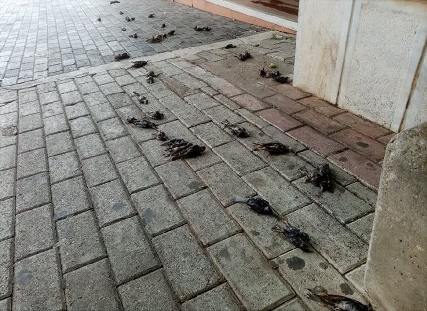 Κακοκαιρία: Απίστευτες εικόνες στη Χαλκίδα με εκατοντάδες νεκρά πουλιά στην παραλία - Φωτογραφία 3