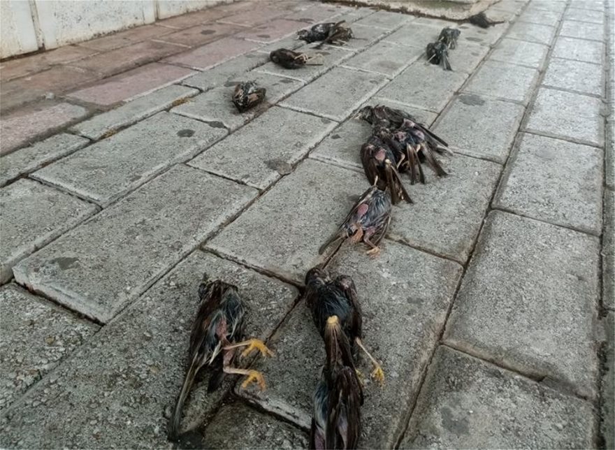 Κακοκαιρία: Απίστευτες εικόνες στη Χαλκίδα με εκατοντάδες νεκρά πουλιά στην παραλία - Φωτογραφία 5