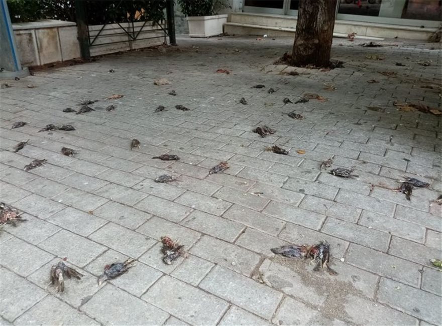 Κακοκαιρία: Απίστευτες εικόνες στη Χαλκίδα με εκατοντάδες νεκρά πουλιά στην παραλία - Φωτογραφία 6