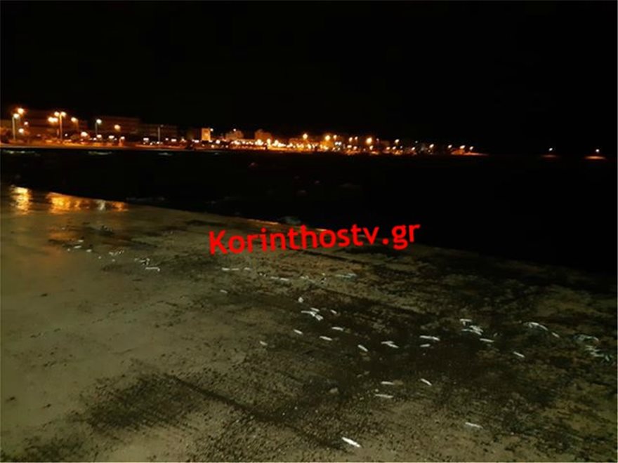 Κακοκαιρία: Απίστευτες εικόνες στη Χαλκίδα με εκατοντάδες νεκρά πουλιά στην παραλία - Φωτογραφία 8