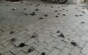 Κακοκαιρία: Απίστευτες εικόνες στη Χαλκίδα με εκατοντάδες νεκρά πουλιά στην παραλία - Φωτογραφία 1
