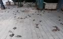 Κακοκαιρία: Απίστευτες εικόνες στη Χαλκίδα με εκατοντάδες νεκρά πουλιά στην παραλία - Φωτογραφία 4
