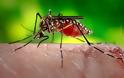 Σκνίπες και κουνούπια, πώς αντιμετωπίζεται, το τσίμπημα τους, φαρμακευτικά ή με φυσικά μέσα - Φωτογραφία 1