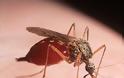 Σκνίπες και κουνούπια, πώς αντιμετωπίζεται, το τσίμπημα τους, φαρμακευτικά ή με φυσικά μέσα - Φωτογραφία 3