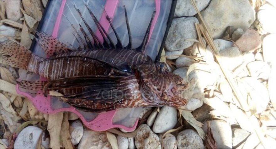 ΒΙΝΤΕΟ..Λεοντόψαρο: Το δηλητηριώδες ψάρι στα ελληνικά νερά - Φωτογραφία 1