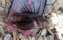 ΒΙΝΤΕΟ..Λεοντόψαρο: Το δηλητηριώδες ψάρι στα ελληνικά νερά