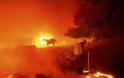 Σε κατάσταση έκτακτης ανάγκης η Καλιφόρνια: Μεγάλες πυρκαγιές και πρωτοφανής καύσωνας - Φωτογραφία 2