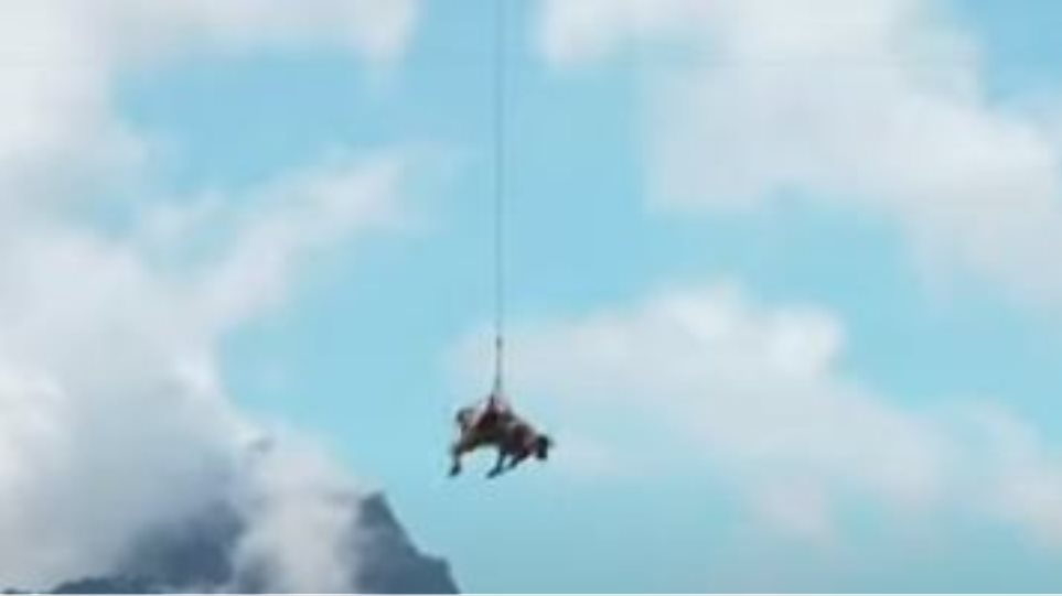 Βίντεο: Αγελάδα «πετά» πάνω από τις κοιλάδες της Ελβετίας - Φωτογραφία 1