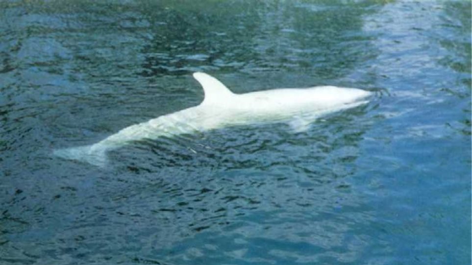 Λευκή φάλαινα-δολοφόνος εντοπίστηκε στην Αλάσκα - Φωτογραφία 1