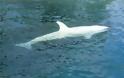 Λευκή φάλαινα-δολοφόνος εντοπίστηκε στην Αλάσκα