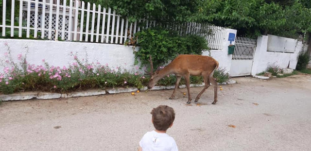 Κτηνωδία: Σκότωσαν ελάφι που ζούσε κοντά σε σπίτια. - Φωτογραφία 1