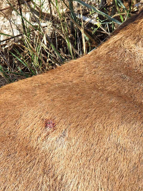 Κτηνωδία: Σκότωσαν ελάφι που ζούσε κοντά σε σπίτια. - Φωτογραφία 3