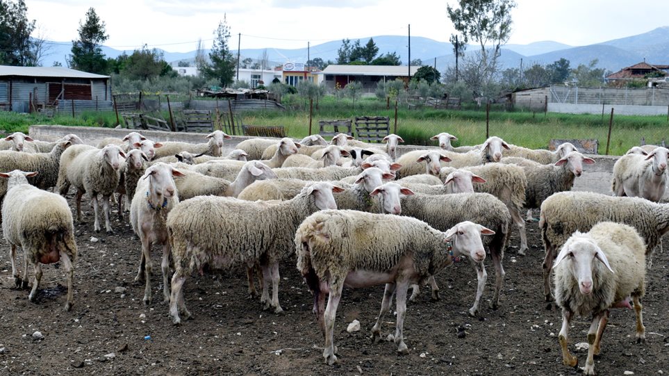 Φάρσαλα: Οδηγός παρέσυρε κοπάδι με πρόβατα και εξαφανίστηκε! - Φωτογραφία 1