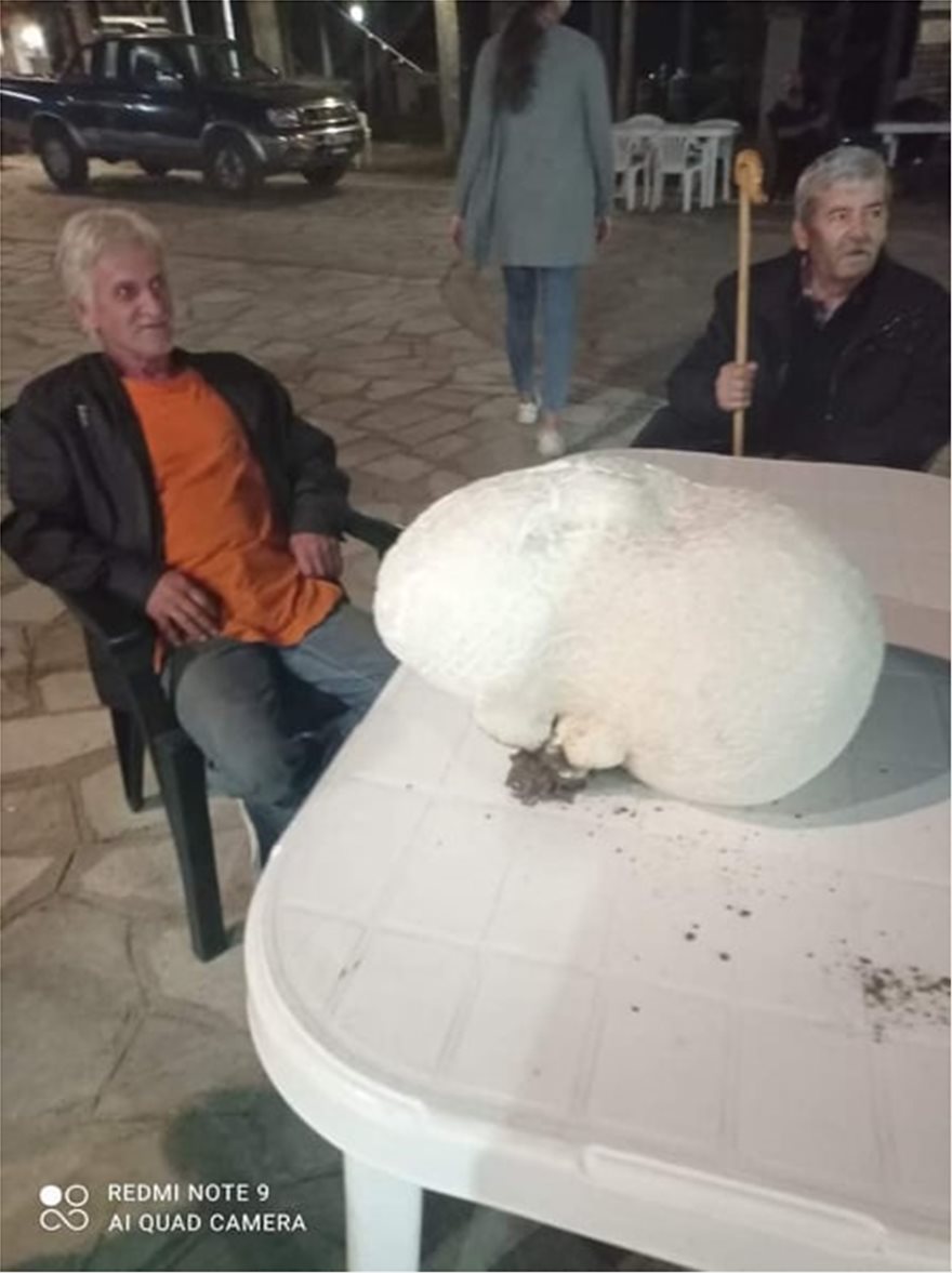 Σπάνιο μανιτάρι γίγας ανακαλύφθηκε στο Άργος Ορεστικό - Φωτογραφία 2
