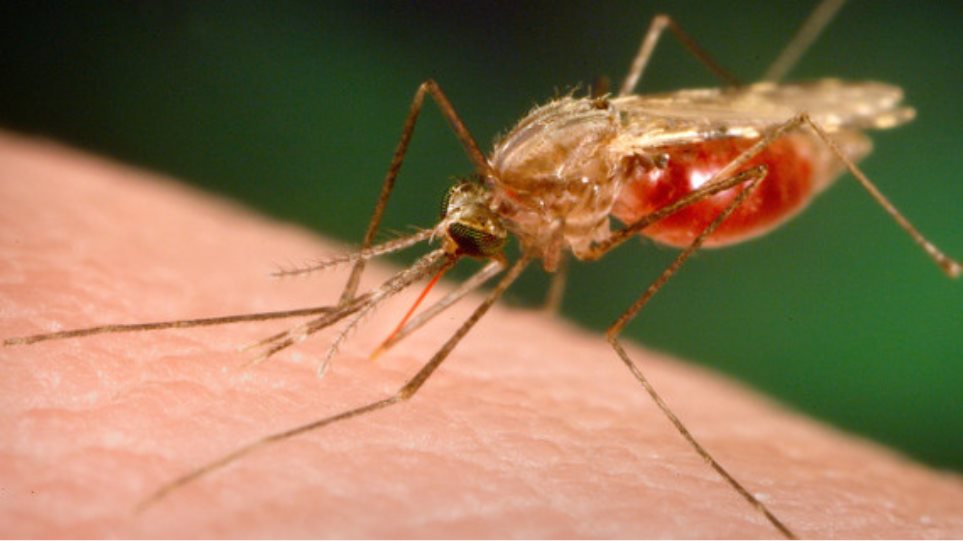 Κρούσμα ελονοσίας σε 42χρονη στο Διδυμότειχο - Φωτογραφία 1