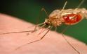 Κρούσμα ελονοσίας σε 42χρονη στο Διδυμότειχο