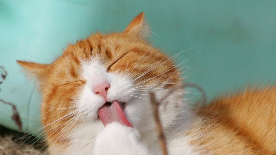 Έρευνα για τον κορωνοϊό: Χάπι για τις γάτες πιθανόν να βοηθήσει στη θεραπεία - Φωτογραφία 1