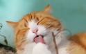Έρευνα για τον κορωνοϊό: Χάπι για τις γάτες πιθανόν να βοηθήσει στη θεραπεία
