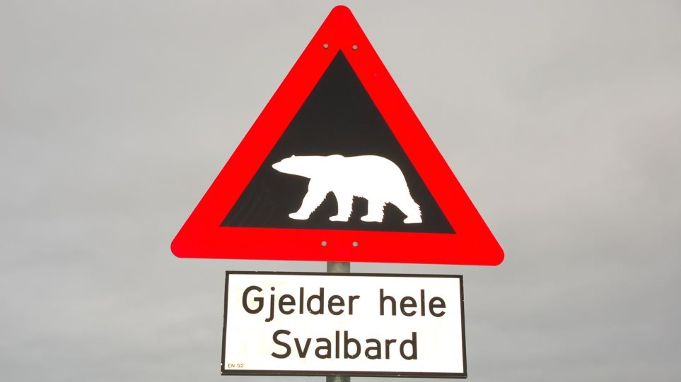 Νορβηγία: Πολική αρκούδα επιτέθηκε και σκότωσε τουρίστα - Φωτογραφία 1