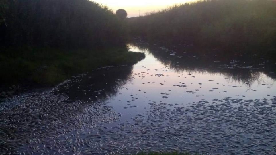 Θράκη: Δεκάδες νεκρά ψάρια στον ποταμό Κομψάτο - Φωτογραφία 1