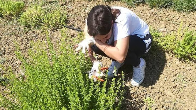 Αργυρώ Κουτσουράδη. Η εταιρεία της «συστήνει» τα χιώτικα αρωματικά φυτά και βότανα σε όλο τον κόσμο - Φωτογραφία 1