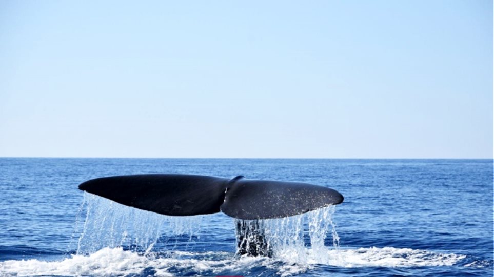 Μάνη: Φάλαινα 20 μέτρων κολυμπούσε δίπλα από φουσκωτό - Φωτογραφία 1