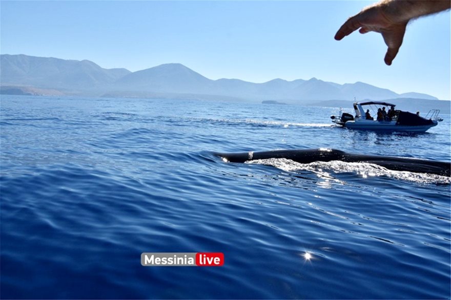 Μάνη: Φάλαινα 20 μέτρων κολυμπούσε δίπλα από φουσκωτό - Φωτογραφία 2