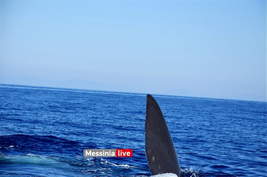 Μάνη: Φάλαινα 20 μέτρων κολυμπούσε δίπλα από φουσκωτό - Φωτογραφία 4