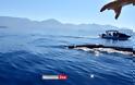 Μάνη: Φάλαινα 20 μέτρων κολυμπούσε δίπλα από φουσκωτό - Φωτογραφία 2