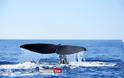 Μάνη: Φάλαινα 20 μέτρων κολυμπούσε δίπλα από φουσκωτό - Φωτογραφία 3