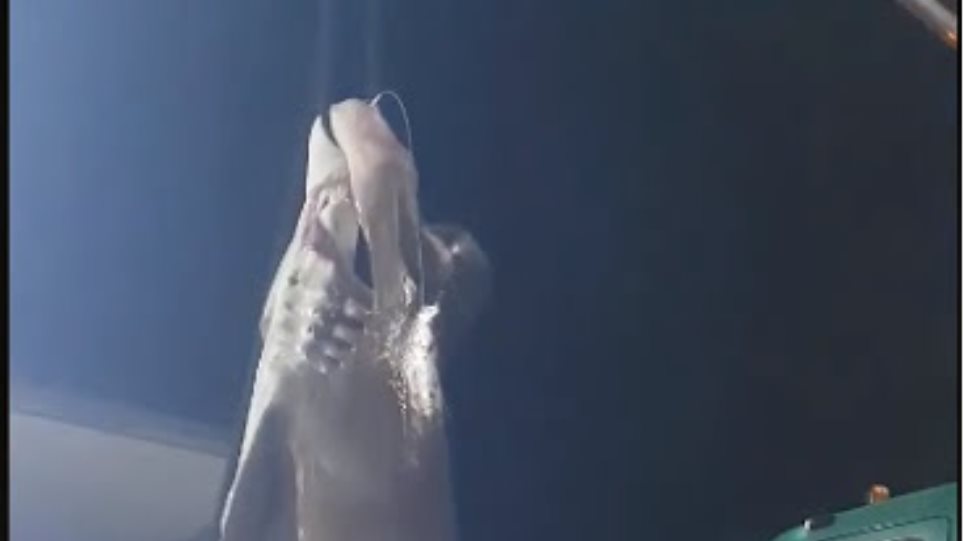 Άγιο Όρος: Αλίευσαν καρχαρία 6 μέτρων – Δείτε βίντεο - Φωτογραφία 1