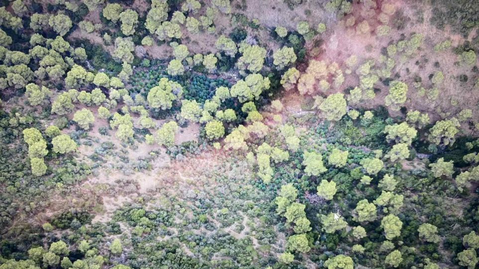 Αποκαλυπτικές αεροφωτογραφίες από το χασισόδασος της Φθιώτιδας - Φωτογραφία 1