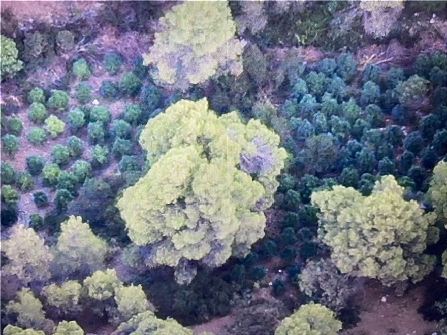 Αποκαλυπτικές αεροφωτογραφίες από το χασισόδασος της Φθιώτιδας - Φωτογραφία 2