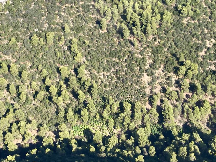 Αποκαλυπτικές αεροφωτογραφίες από το χασισόδασος της Φθιώτιδας - Φωτογραφία 3