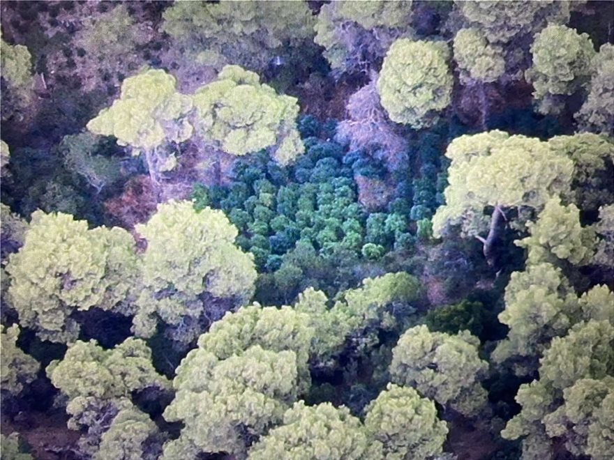 Αποκαλυπτικές αεροφωτογραφίες από το χασισόδασος της Φθιώτιδας - Φωτογραφία 4