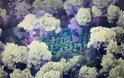 Αποκαλυπτικές αεροφωτογραφίες από το χασισόδασος της Φθιώτιδας - Φωτογραφία 4
