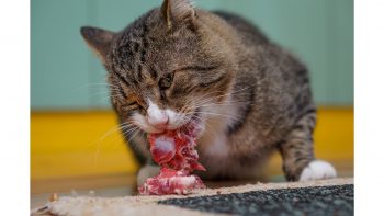 Γάτα: Αλλάζουν οι διατροφικές της ανάγκες καθώς μεγαλώνει; - Φωτογραφία 4