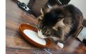 Γάτα: Αλλάζουν οι διατροφικές της ανάγκες καθώς μεγαλώνει; - Φωτογραφία 5